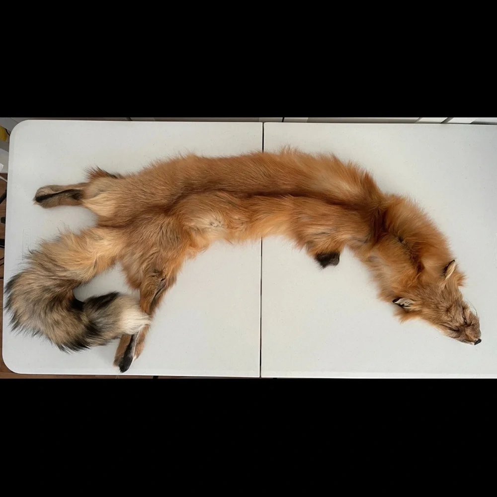 Real Red Fox Fur Pelt Hide Stole Scarf Log Cabin Decor Crafts Art Wall Hanging! - Picture 4 of 15